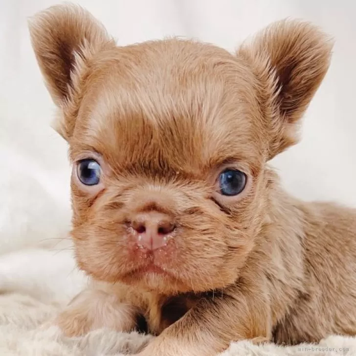 フレンチブルドッグ【奈良県・男の子・2025年8月28日・イザベラ ミニフラッフィー】の写真1