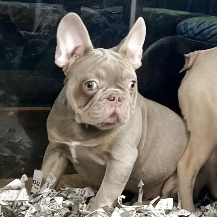 ID：2501-06872の子犬