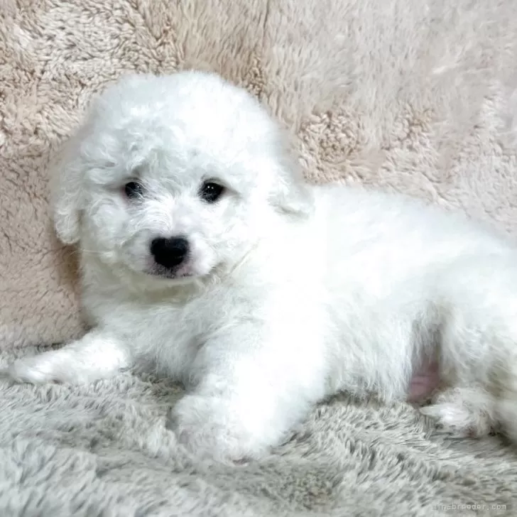 ID:2503-02163の子犬