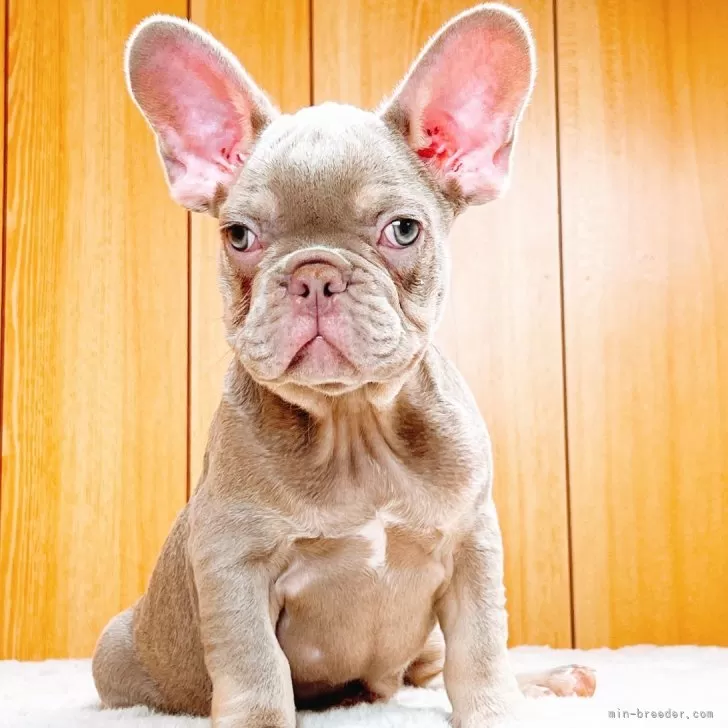 フレンチブルドッグ【奈良県・男の子・2025年7月5日・イザベラ•タン】の写真1