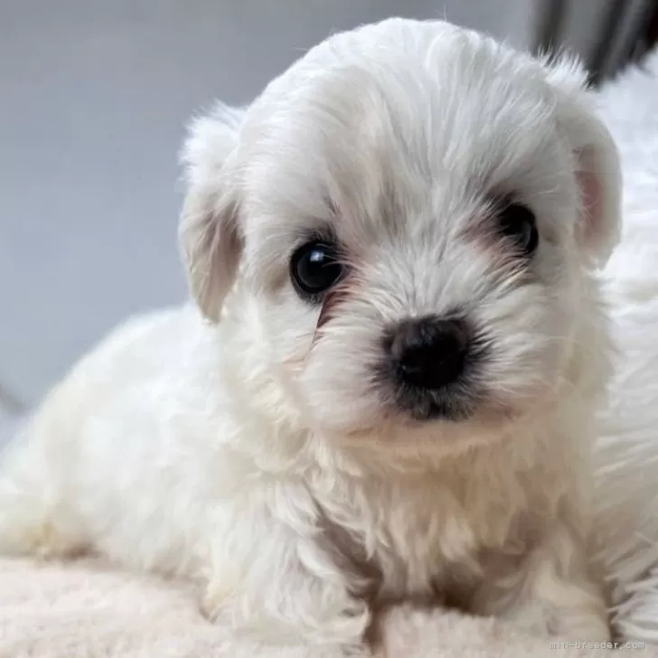 ビションフリーゼ【奈良県・女の子・2025年10月10日・ホワイト】の写真1