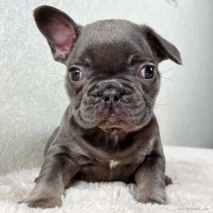 ID：2504-05409の子犬