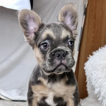 フレンチブルドッグ【奈良県・女の子・2025年9月17日・ブルータン フラッフィー】の写真「人懐っこくん可愛い長毛ふわふわ感」