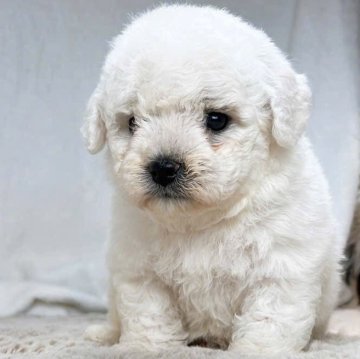 ビションフリーゼ【奈良県・男の子・2025年10月10日・ホワイト】の写真「甘えん坊の可愛いミニ男の子」