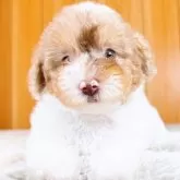 トイプードル(トイ)