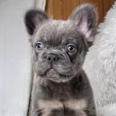 フレンチブルドッグ