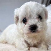 ビションフリーゼ