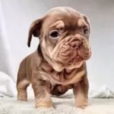 フレンチブルドッグ