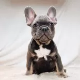 フレンチブルドッグ【奈良県・男の子・2025年8月27日・ブルータン】の写真2