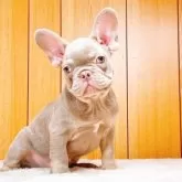 フレンチブルドッグ【奈良県・男の子・2025年7月5日・イザベラ•タン】の写真3