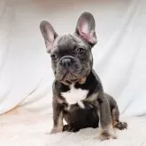 フレンチブルドッグ【奈良県・男の子・2025年8月27日・ブルータン】の写真4