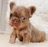 フレンチブルドッグ【奈良県・男の子・2025年8月28日・イザベラ ミニフラッフィー】の写真4