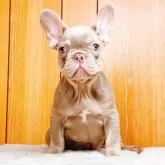 フレンチブルドッグ【奈良県・男の子・2025年7月5日・イザベラ•タン】の写真5