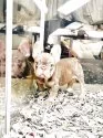 フレンチブルドッグ【奈良県・男の子・2025年3月5日・イザベラ•タン】の写真7