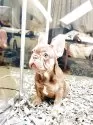 フレンチブルドッグ【奈良県・男の子・2025年3月5日・イザベラ•タン】の写真8