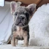 フレンチブルドッグ【奈良県・女の子・2025年9月17日・ブルータン フラッフィー】の写真9