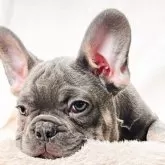 フレンチブルドッグ【奈良県・男の子・2025年8月27日・ブルータン】の写真9