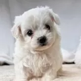 ビションフリーゼ【奈良県・女の子・2025年10月10日・ホワイト】の写真9