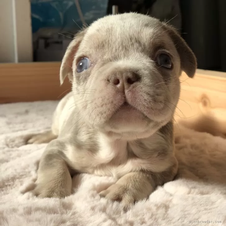 ID：2312-06812の子犬