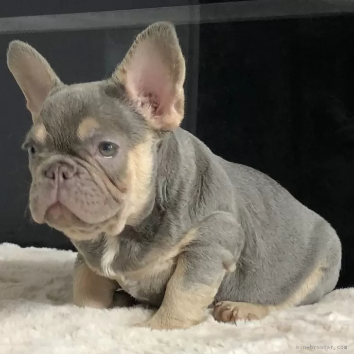 ID：2403-01370の子犬