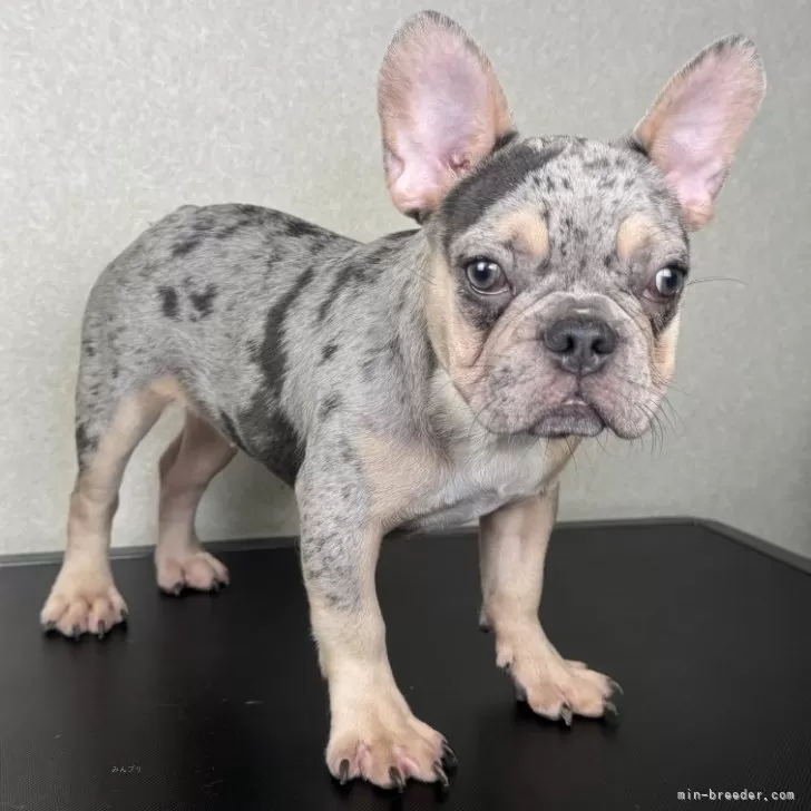 ID：2405-06927の子犬