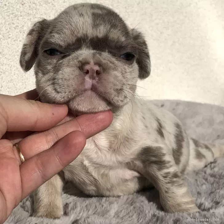ID:2312-06814の子犬