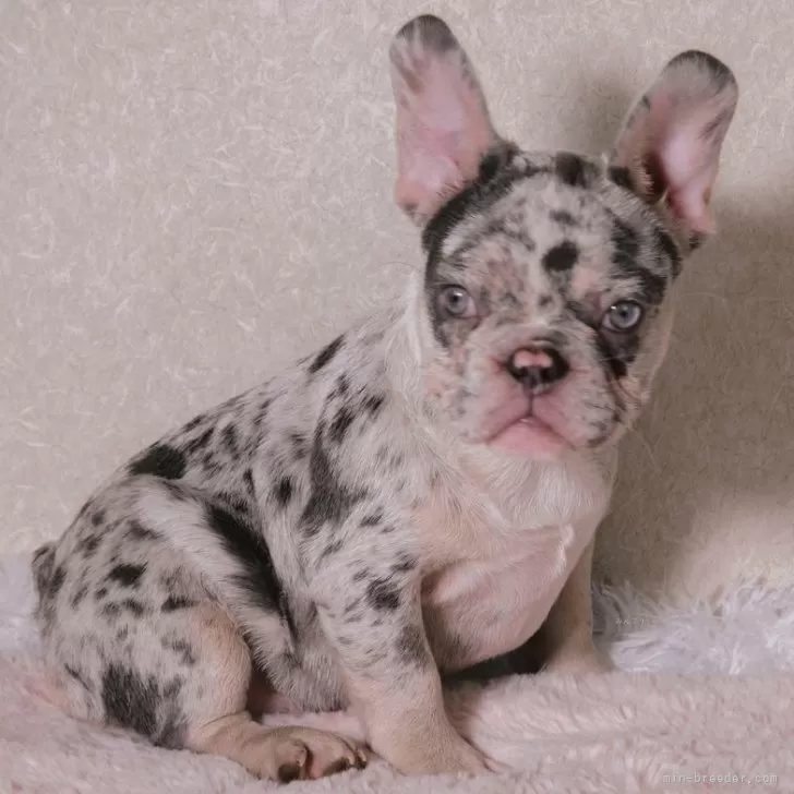 ID：2405-06926の子犬