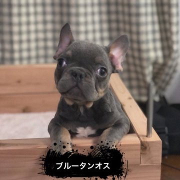 フレンチブルドッグ【奈良県・男の子・2023年9月27日・ブルータン】の写真「【希少性】ブルータンフレンチブルドッグの子犬」