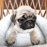 パグ