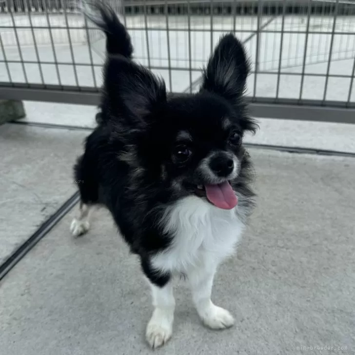 ID：2403-03821の子犬