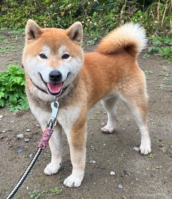 柴犬【・男の子・2018年6月21日・赤】「2022/02/13 撮影です。」