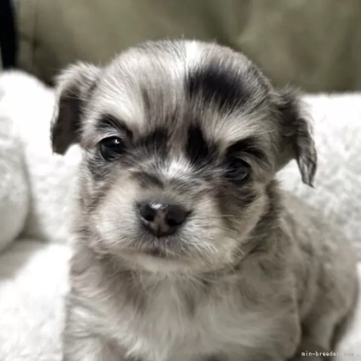あずあめあとむ 様のお迎えした子犬