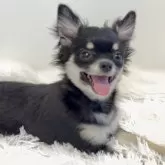 チワワ(ロング)