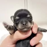 チワワ(ロング)