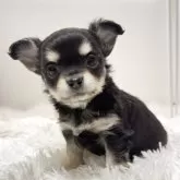 チワワ(ロング)