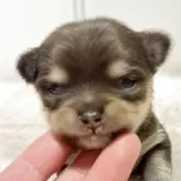 チワワ(ロング)