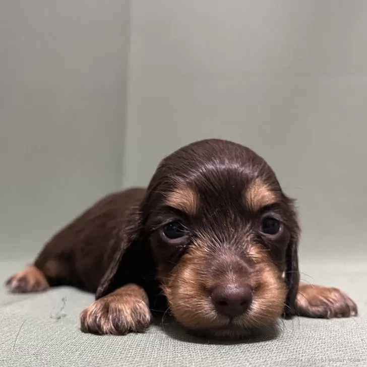 N.K 様のお迎えした子犬