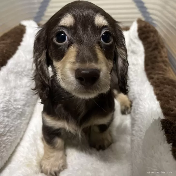 ID:2406-05263の子犬