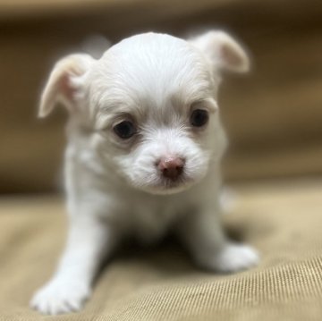 チワワ(ロング)【兵庫県・女の子・2024年3月21日・ホワイト&フォーン】の写真「可愛くて、元気な女の子です」