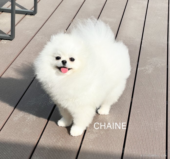 韓国出身ーホワイトポメラニアン｜岸田　英愛(きしだ　よんえ)ブリーダー(福岡県・ビションフリーゼなど・JKC登録)の紹介写真2