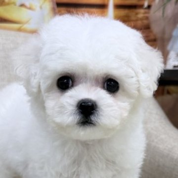 ビションフリーゼ【福岡県・男の子・2025年10月14日・ホワイト】の写真「お顔の可愛い小ぶりな男の子！」