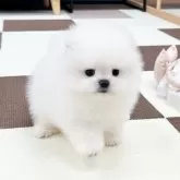 ポメラニアン