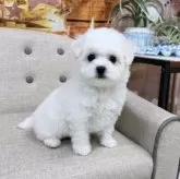 ビションフリーゼ【福岡県・男の子・2025年10月14日・ホワイト】の写真4