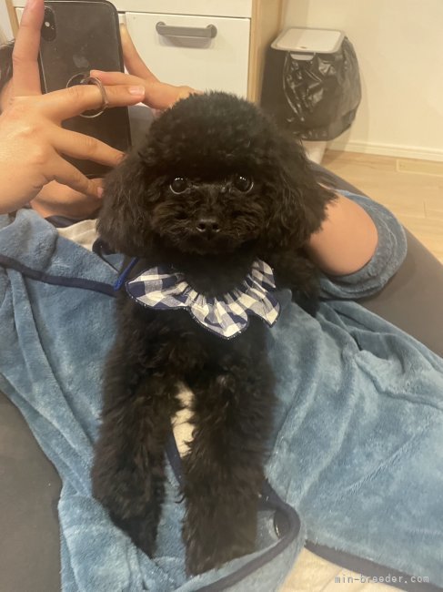 山田理江ブリーダーのブログ：💜お写真いただきました💜