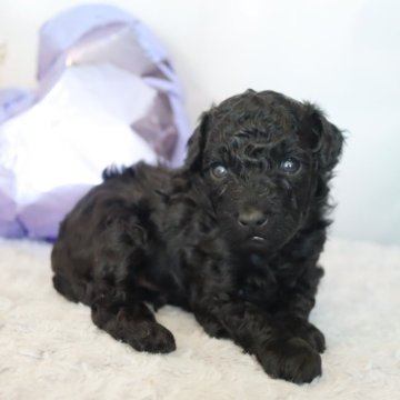 タイニープードル【福井県・男の子・2025年10月26日・ブラック】の写真「人気色ブラック君😆お目々大きくイケメン」