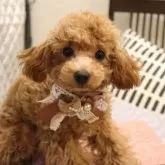 タイニープードル【福井県・女の子・2024年9月12日・アプリコット】の写真2「ムチムチ姫💜」