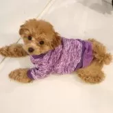 タイニープードル【福井県・女の子・2024年9月12日・アプリコット】の写真15「お洋服を着るのが大好き💜福井は寒いですから笑」