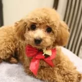 タイニープードル【福井県・女の子・2024年9月12日・アプリコット】の写真4「私をみてね💜くりくりお目々なの。」