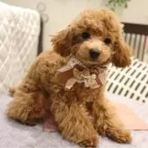 タイニープードル【福井県・女の子・2024年9月12日・アプリコット】の写真3「おしゃれも好きなの💜」