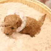 タイニープードル【福井県・女の子・2025年10月26日・アプリコット】の写真3「可愛い❤」